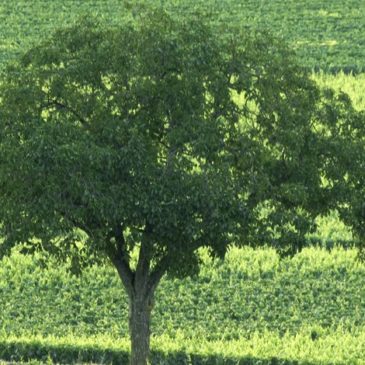 Le grand arbre