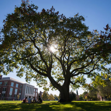 Le grand arbre de l’oecuménisme